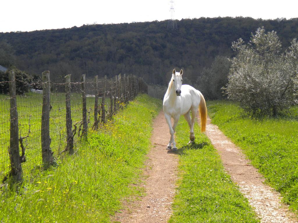 Agriturismo Podere Borgognano Масса-Мариттима Экстерьер фото